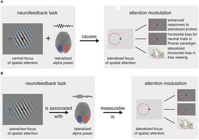 Commentary: Alpha Synchrony and the Neurofeedback Control of Spatial Attention